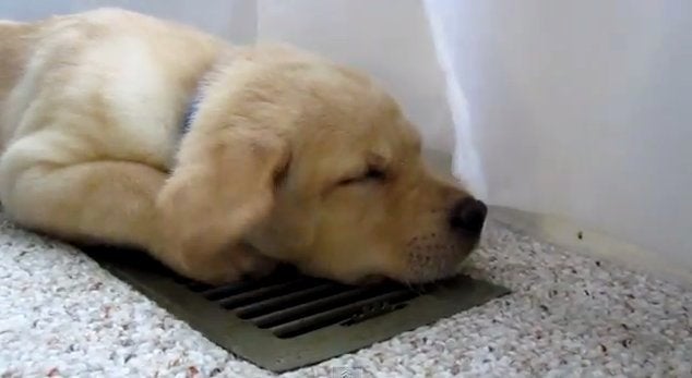 Dog air outlet conditioning