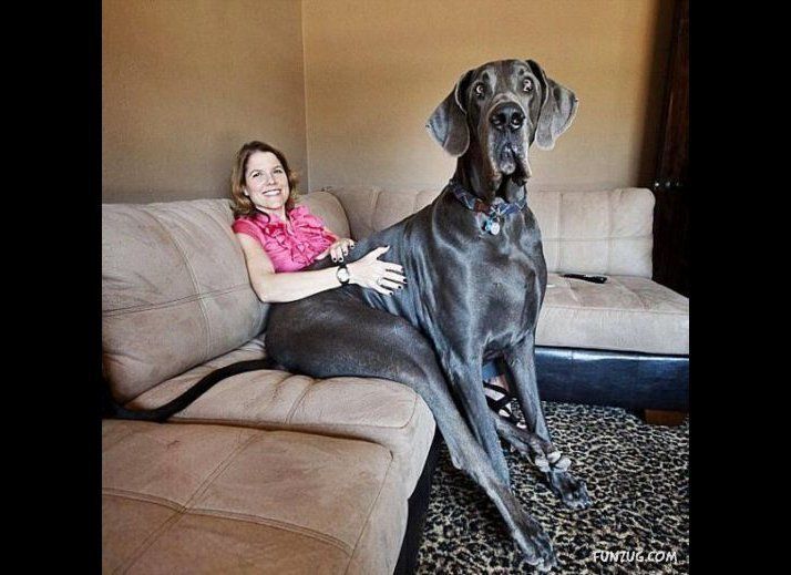 The World's Tallest Dog