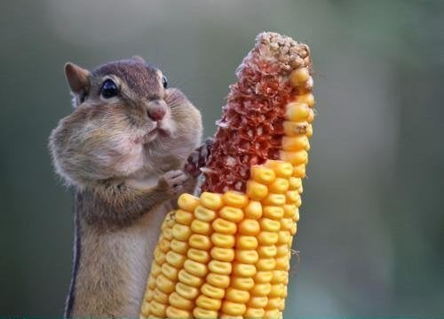 How Animals Eat Their Food (VIDEO) | HuffPost Entertainment How Animals Eat Their Food (VIDEO) | HuffPost Entertainment