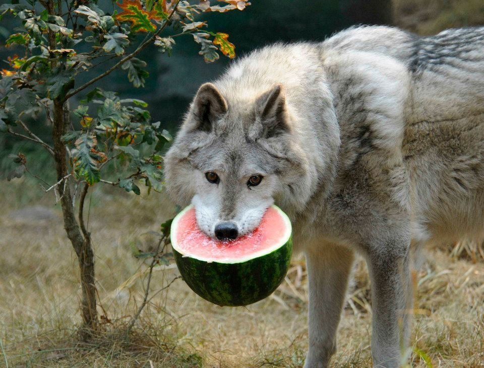 Wolf Eating Watermelon