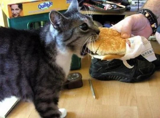 How Animals Eat Their Food (VIDEO) | HuffPost Entertainment How Animals Eat Their Food (VIDEO) | HuffPost Entertainment