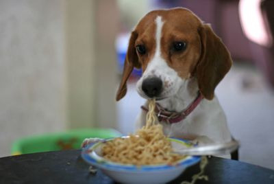 How Animals Eat Their Food (VIDEO) | HuffPost Entertainment