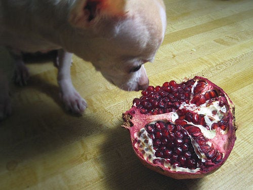 How Animals Eat Their Food (VIDEO) | HuffPost Entertainment How Animals Eat Their Food (VIDEO) | HuffPost Entertainment