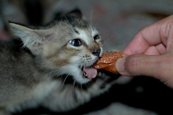 How Animals Eat Their Food (VIDEO) | HuffPost Entertainment How Animals Eat Their Food (VIDEO) | HuffPost Entertainment