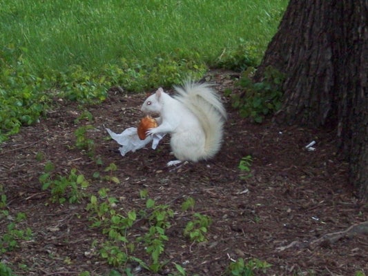 How Animals Eat Their Food (VIDEO) | HuffPost Entertainment How Animals Eat Their Food (VIDEO) | HuffPost Entertainment