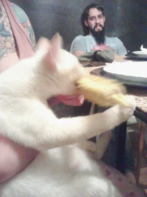 How Animals Eat Their Food (VIDEO) | HuffPost Entertainment How Animals Eat Their Food (VIDEO) | HuffPost Entertainment