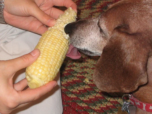How Animals Eat Their Food (VIDEO) | HuffPost Entertainment How Animals Eat Their Food (VIDEO) | HuffPost Entertainment