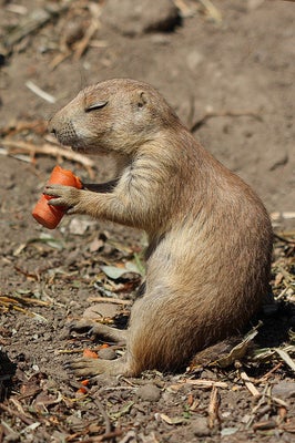 How Animals Eat Their Food (VIDEO) | HuffPost Entertainment How Animals Eat Their Food (VIDEO) | HuffPost Entertainment