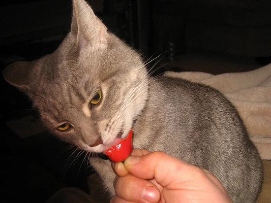 How Animals Eat Their Food (VIDEO) | HuffPost Entertainment How Animals Eat Their Food (VIDEO) | HuffPost Entertainment