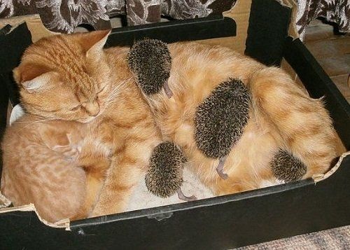 Cat Mom Adopts Hedgehogs
