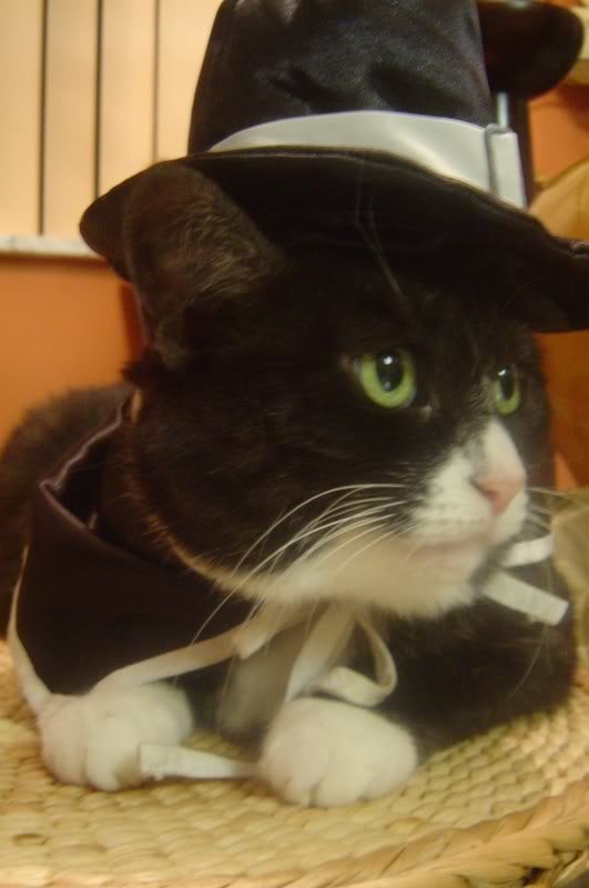 25 Pets In Pilgrim Costumes Photos Huffpost Entertainment