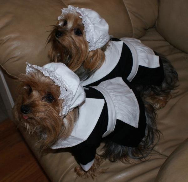 pilgrim outfit for dogs