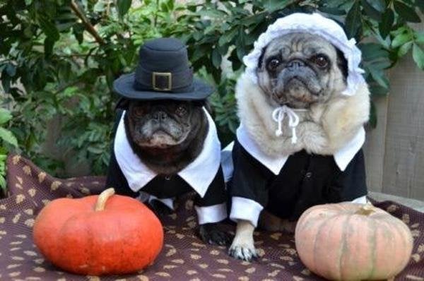 Pilgrim costume 2025 for dog