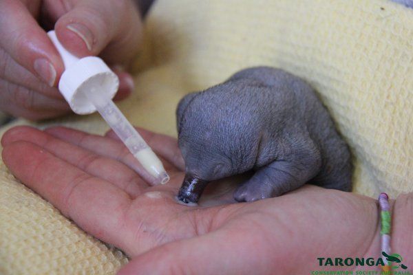 Taronga Zoo Cares for Tiny Echidna Puggle