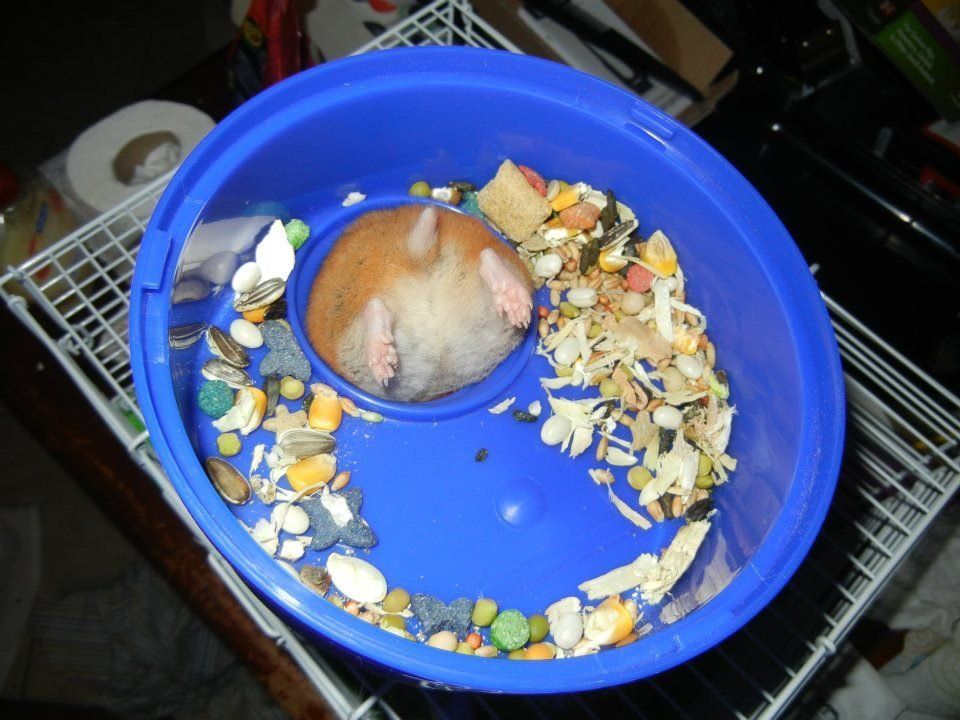 Hamster Stuck In Bowl
