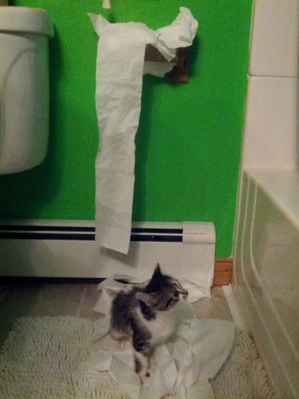 Cat Unrolls Toilet Paper, Then Politely Puts It Back (Video) | Huffpost  Good News