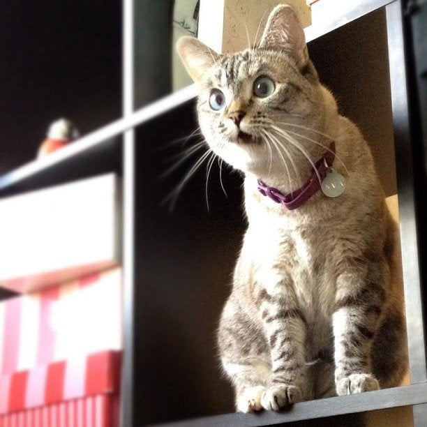 27 Surprised Cats Who Can't Believe What They Just Saw (PHOTOS) | HuffPost