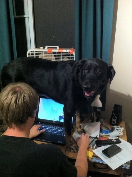 Big Dog vs. Desktop