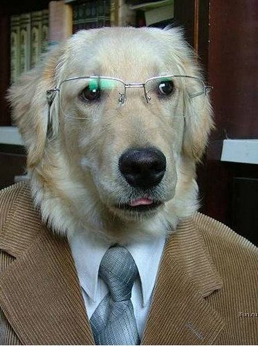 Puppy Professor 