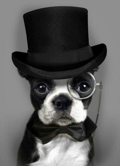 31 Fancy Dogs: All Dressed Up For Cuteness Overload | HuffPost