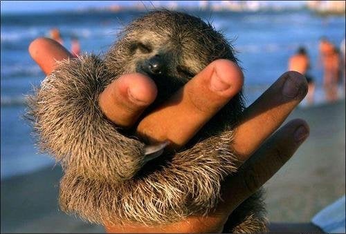 Snuggly Sloth