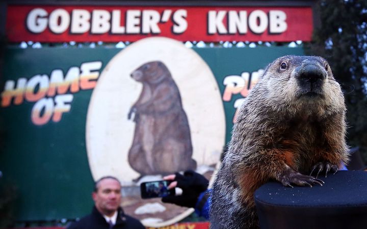 PUNXSUTAWNEY, PA - FEBRUARY 02: Groundhog Punxsutawney Phil climbs on the top hat of his handler after Phil did not see his shadow and predicting an early spring during the 127th Groundhog Day Celebration at Gobbler's Knob on February 2, 2013 in Punxsutawney, Pennsylvania. The Punxsutawney 'Inner Circle' claimed that there were about 35,000 people gathered at the event to watch Phil's annual forecast. (Photo by Alex Wong/Getty Images)