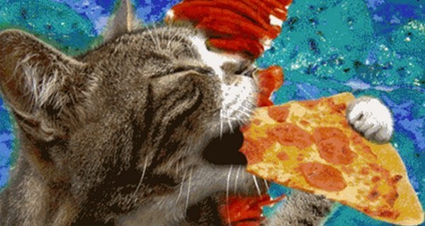 15 Cute Cat GIFs  HuffPost Entertainment