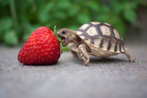 Teeny Tiny Turtles - Daily Squee - Cute Animals - Cute Baby