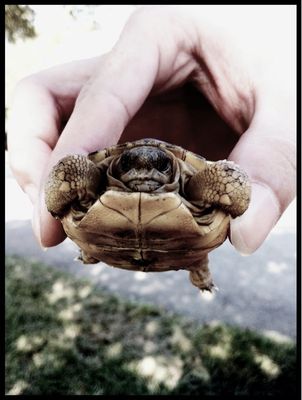 24 Tiny Turtles Who Need A Reality Check (PHOTOS)