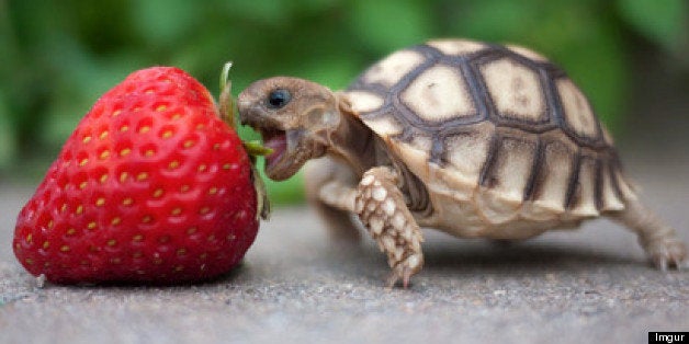 24 Tiny Turtles Who Need A Reality Check (PHOTOS)