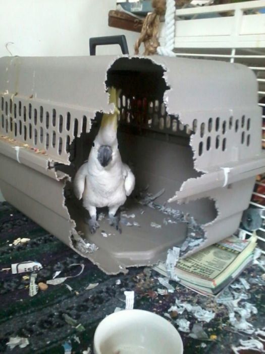 Animal Escape Artists: 19 Pets Trying To Escape (PICTURES) | HuffPost  Entertainment
