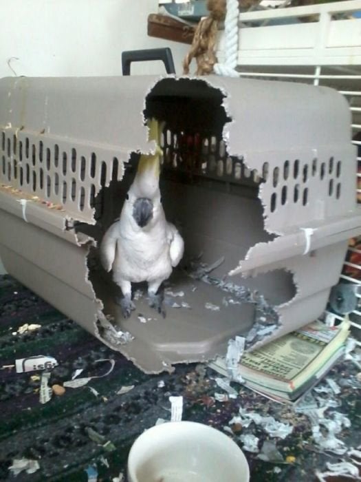 Animal Escape Artists: 19 Pets Trying To Escape (PICTURES) | HuffPost Entertainment Animal Escape Artists: 19 Pets Trying To Escape (PICTURES) | HuffPost Entertainment
