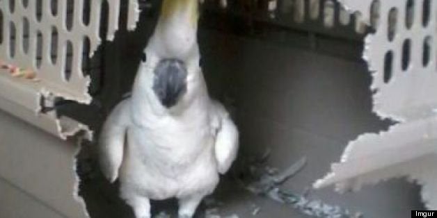 Animal Escape Artists: 19 Pets Trying To Escape (PICTURES) | HuffPost Entertainment Animal Escape Artists: 19 Pets Trying To Escape (PICTURES) | HuffPost Entertainment