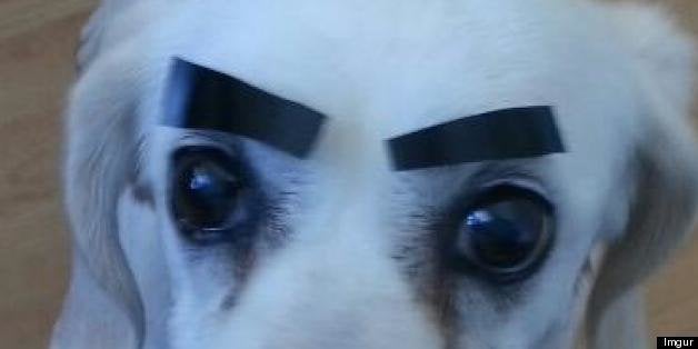 Angry best sale pomeranian eyebrows