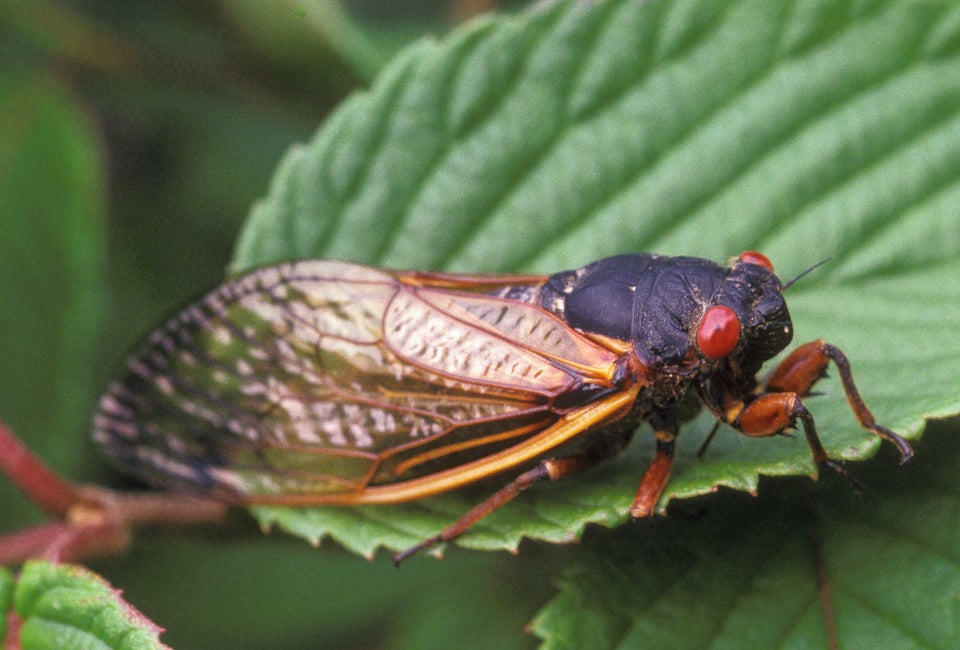 Cicada Sound Demonstrated In Audio Recording HuffPost