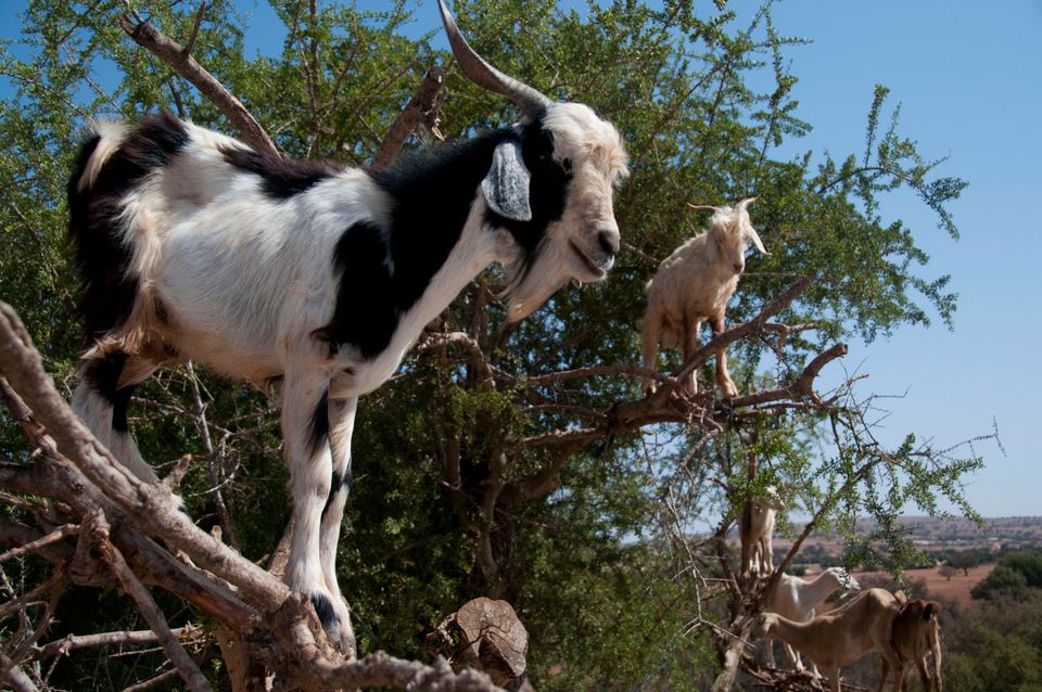These goats are in a tree.