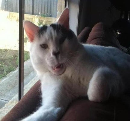 Cat About To Sneeze Is Derpy (PHOTOS) | HuffPost Entertainment Cat About To Sneeze Is Derpy (PHOTOS) | HuffPost Entertainment