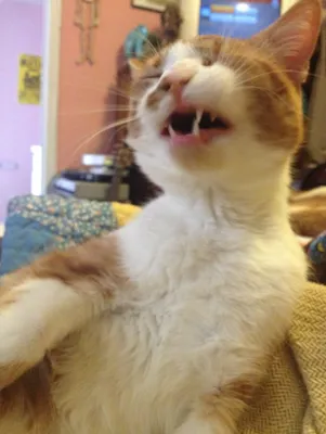 Cat About To Sneeze Is Derpy (PHOTOS) | HuffPost Entertainment