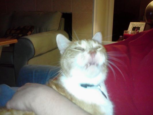 Cat About To Sneeze Is Derpy (PHOTOS) | HuffPost Entertainment