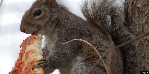 Check Out These Squirrels Eating Pizza French Fries And Other Check Out These Squirrels Eating Pizza