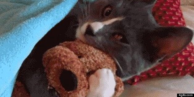 10 Funny gifs with cats