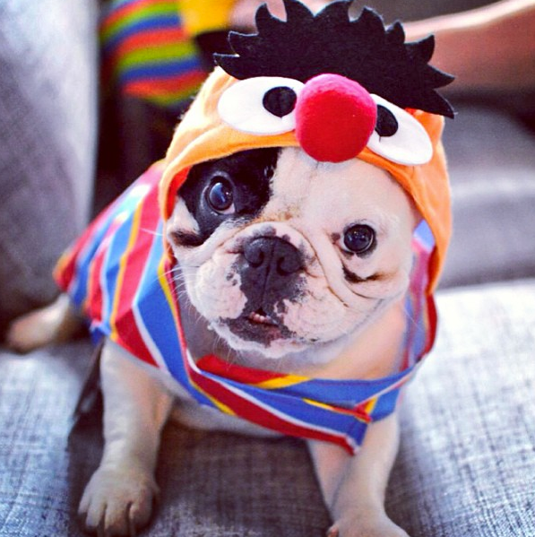 Hilarious Dog Costumes That Will Make Your Day