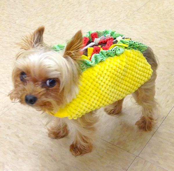 <a href="http://instagram.com/tinycharlie123" target="_blank">Tiny Charlie </a>dressed up as a mini taco.