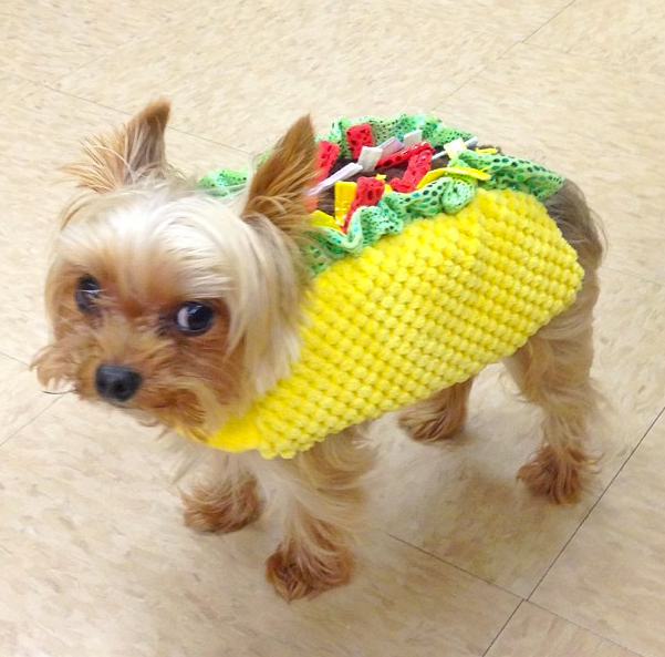 Teacup yorkie halloween outlet costumes