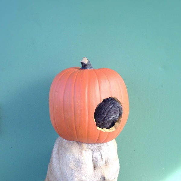 <a href="http://instagram.com/p/elB_53Cg2n/" target="_blank">Jeremy Veach's pug</a> is all pumpkin-ed out.