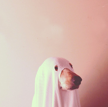 <a href="http://instagram.com/irisrucel" target="_blank">This is a ghost dog</a>.
