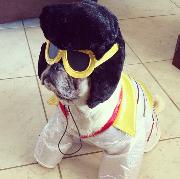 <a href="http://instagram.com/p/fX9wgMTZ7I/" target="_blank">Pug does rock & roll</a>.