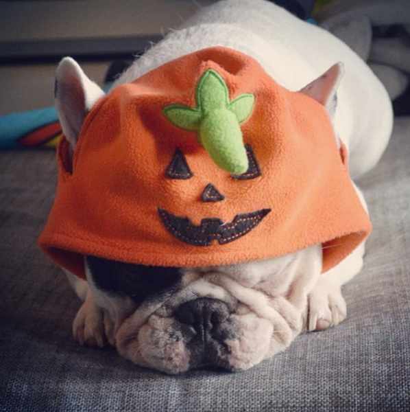 <a href="http://instagram.com/p/fLEdzWwztU/" target="_blank">Manny the French bulldog</a> dons pumpkin chapeau.