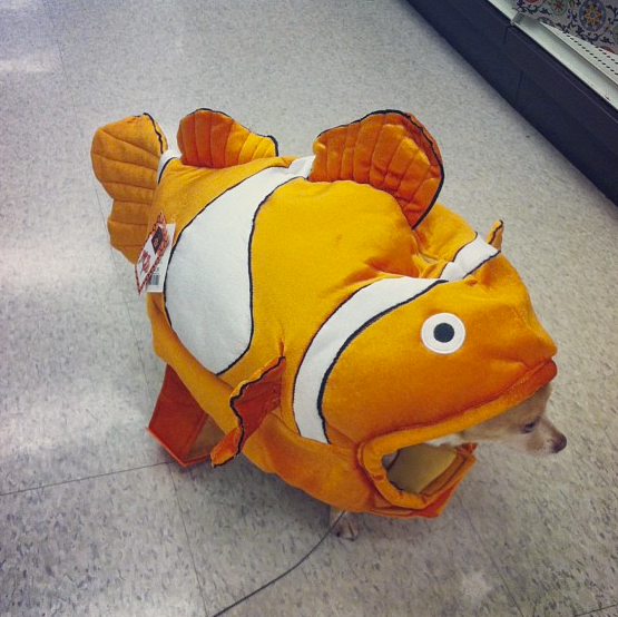 What happens when <a href="http://instagram.com/p/fBe6OJAriv/" target="_blank">chihuahuas and clownfish collide</a>?