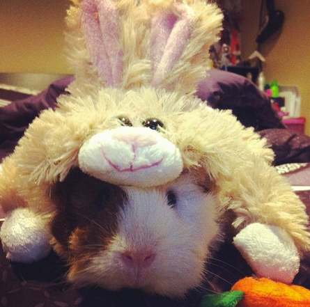 <a href="http://instagram.com/p/etd0OepVzR/" target="_blank">Bunny the guinea pig</a> is adorably confused.